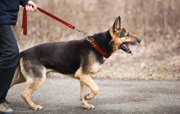 Best color collar for black dog deals