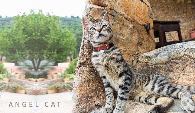 Cat Collar Collection