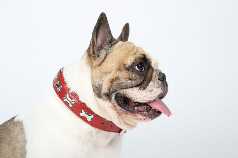 Dog Collar