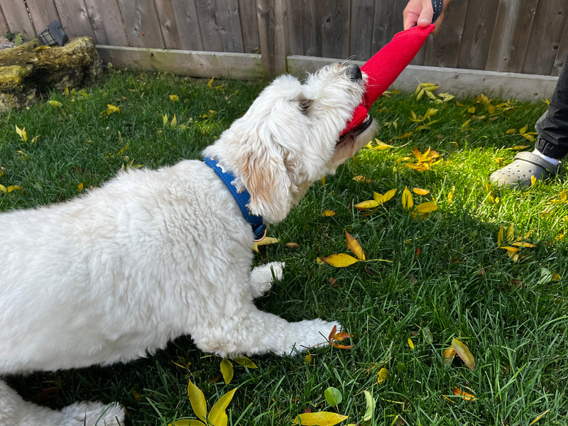 Develop & Train Collection