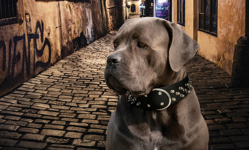 For the Larger Breeds