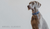 Essential Items You Need When Walking Your Dog