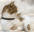 How Do Breakaway Cat Collars Work?