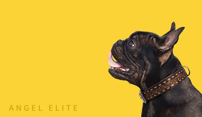 Elite Range of Leather Dog Collars & Leashes- Shop Angel Pet