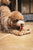 Bear & Rope Natural Dog Toy