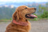 Amsterdam Pink Spiked Dog Collar | 26" x 1.5