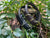 Oxford Rolled Leather Dog Collar