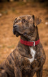Alpine Collar