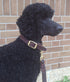Braided Collar