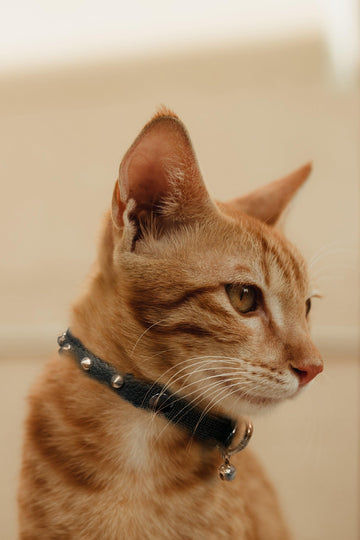 Buy Spiked Cat Collar Stylish Leather Studded Cat Collar Online