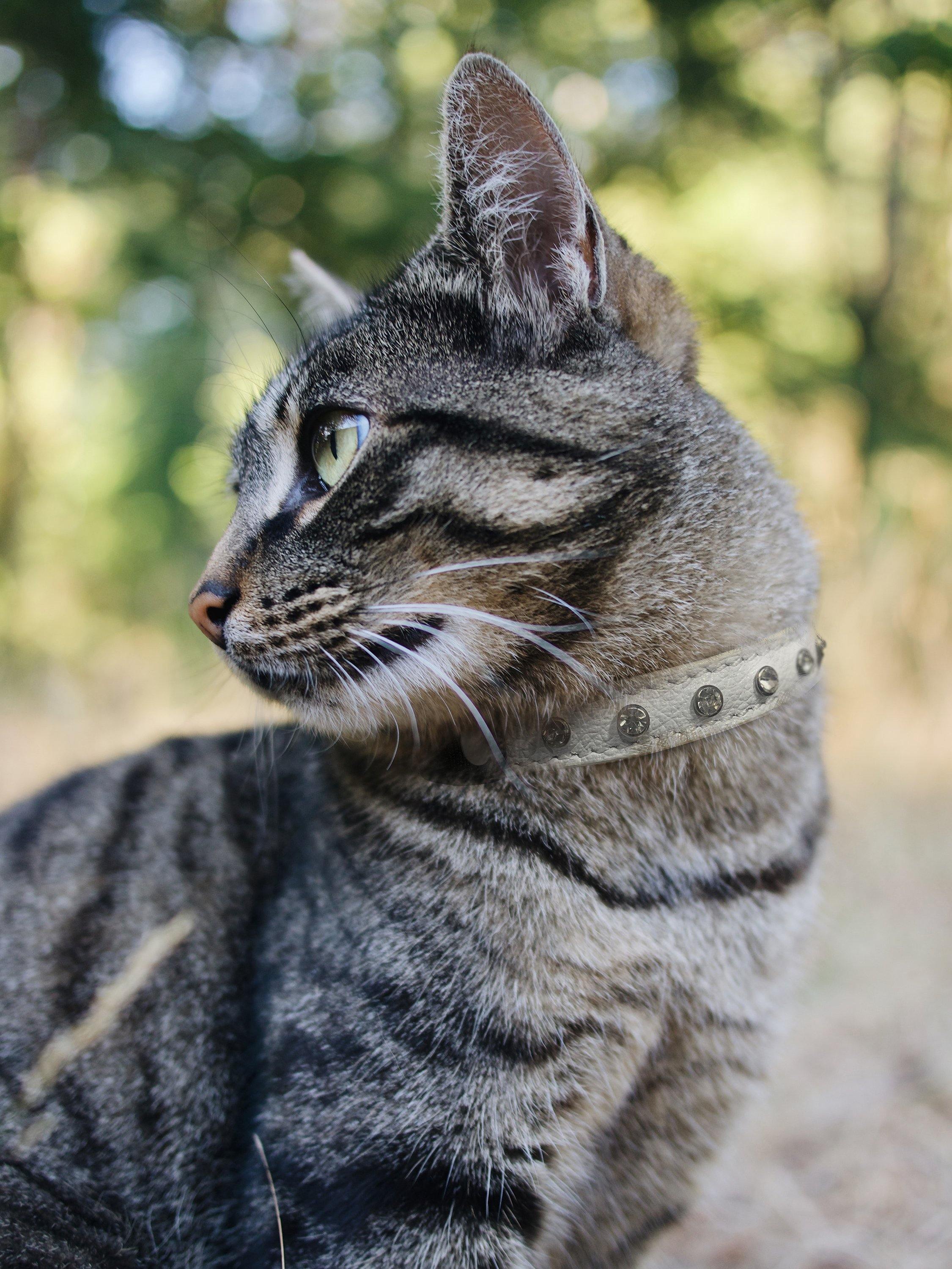 Durable clearance cat collars